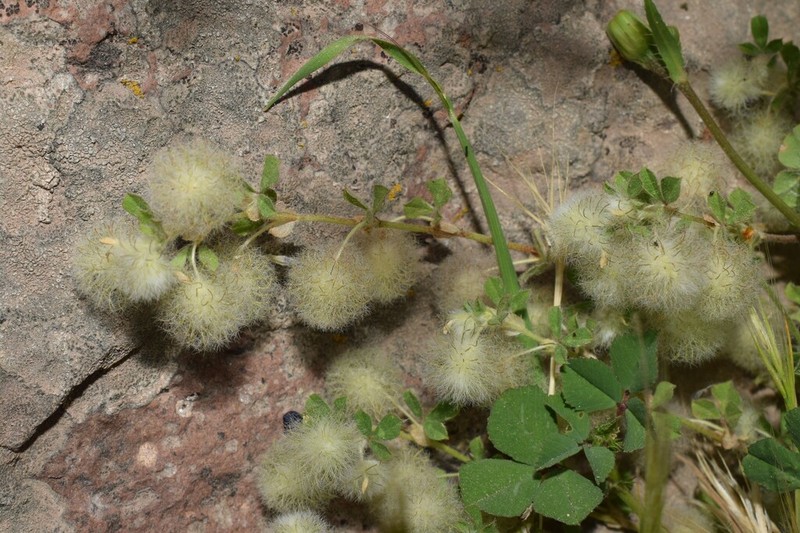 Trifolium pilulare photo 3