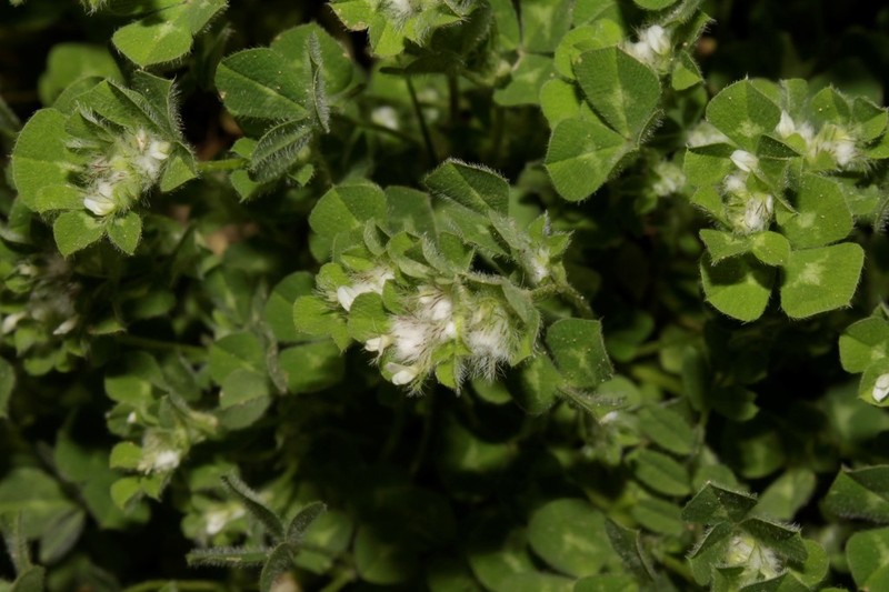 Trifolium pilulare photo 5
