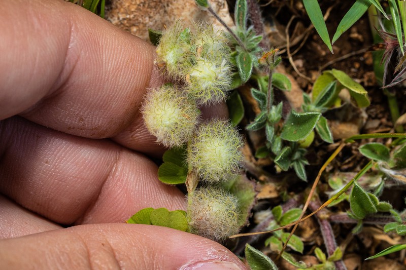 Trifolium pilulare photo 6