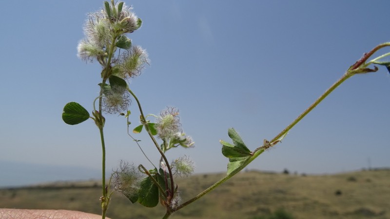 Trifolium pilulare photo 7