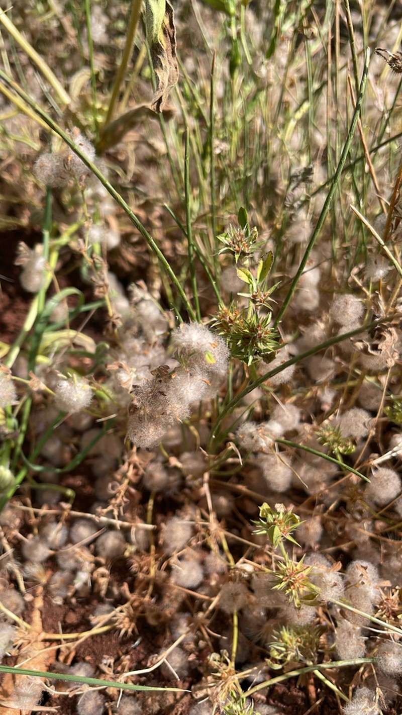 Trifolium pilulare photo 8