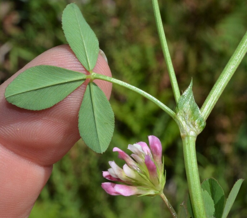 Woods Clover