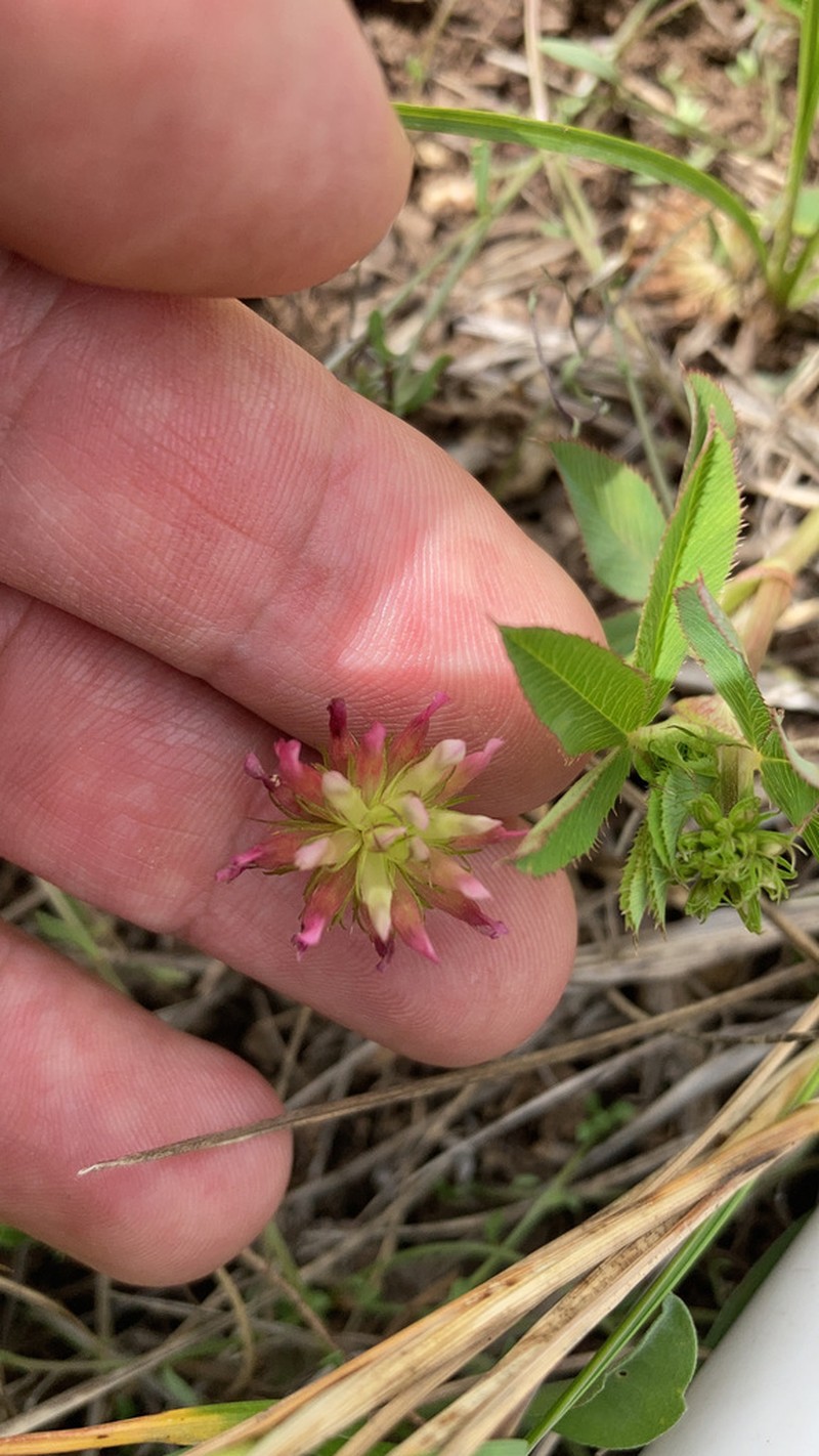 Woods Clover photo 2