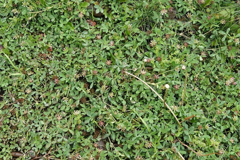 Woods Clover photo 3