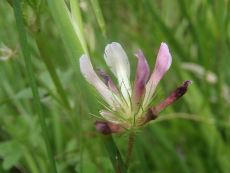 Woods Clover photo 4