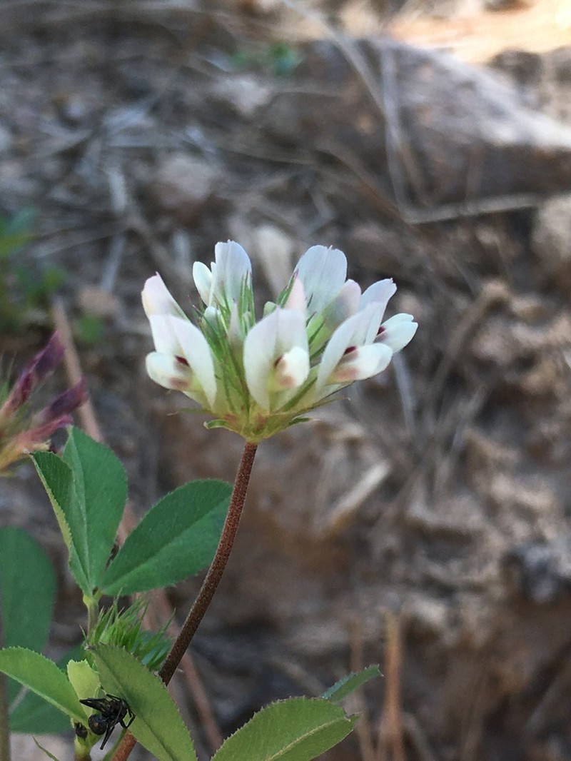 Woods Clover photo 5