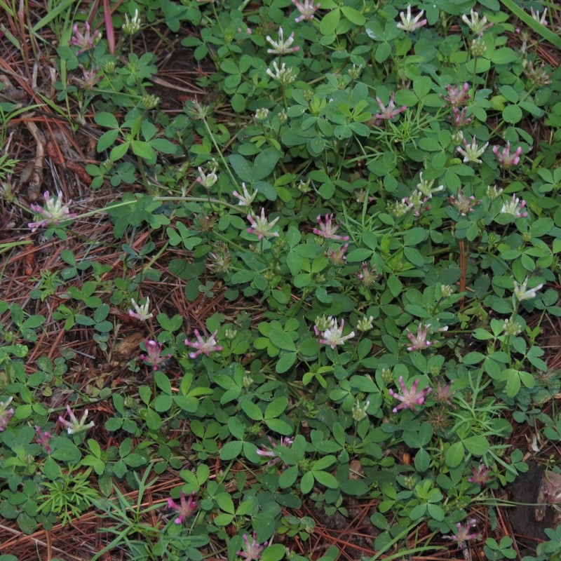 Woods Clover photo 6
