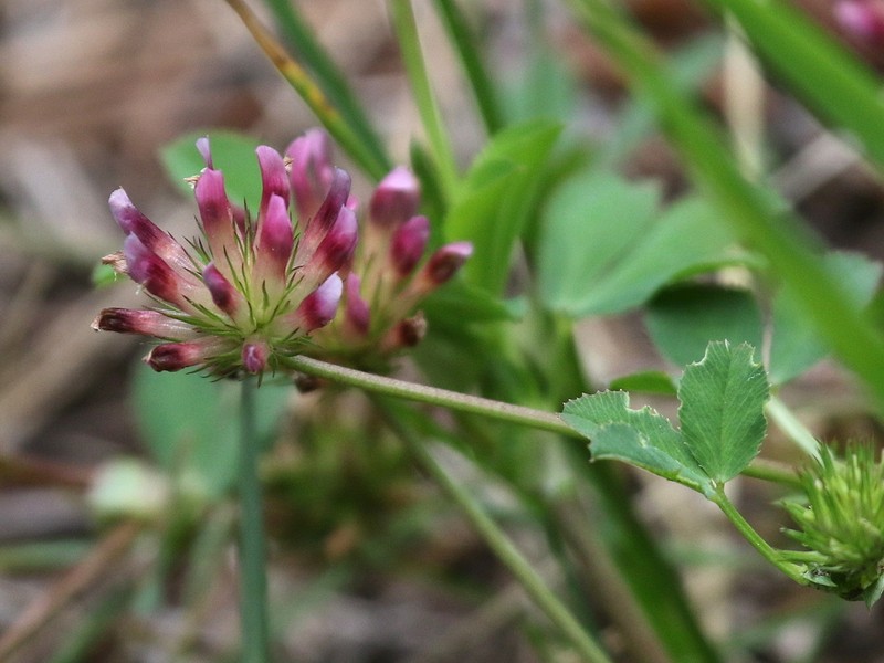 Woods Clover photo 7