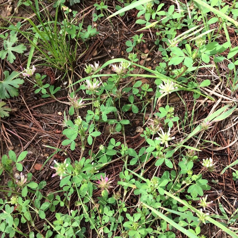 Woods Clover photo 8