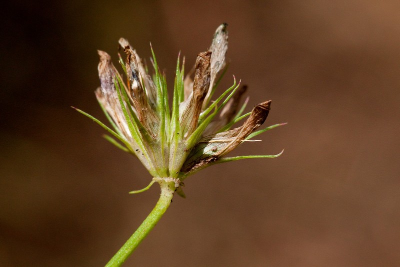 Woods Clover photo 4