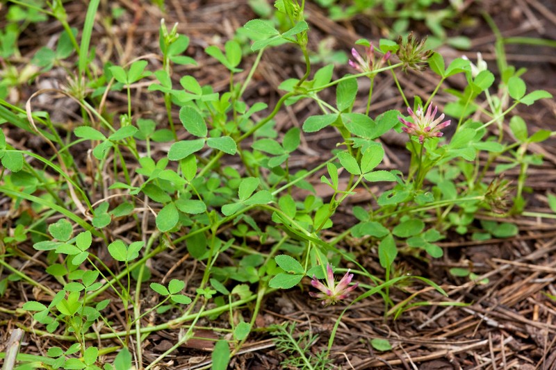 Woods Clover photo 2
