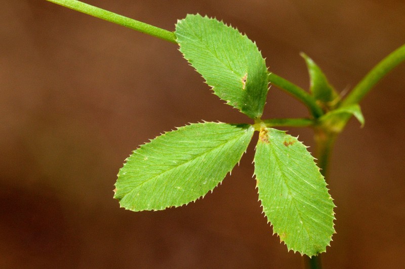 Woods Clover photo 3