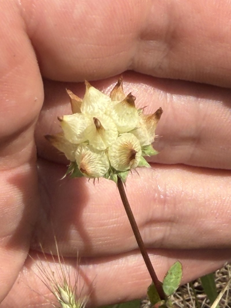 Piorkowski's Clover