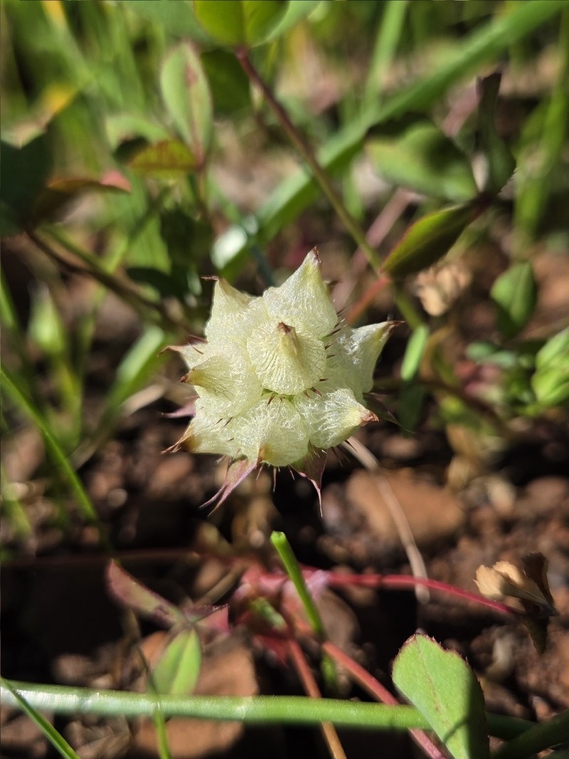 Piorkowski's Clover photo 2