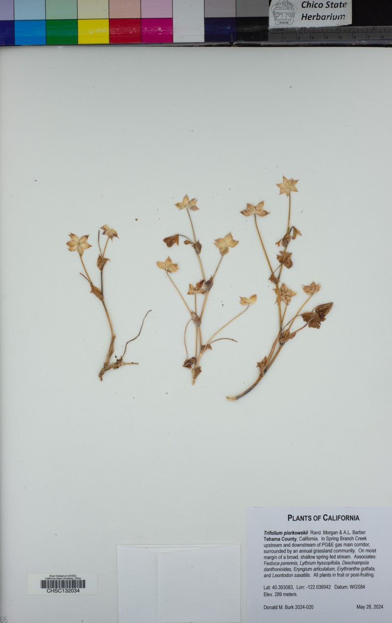 Piorkowski's Clover photo 3