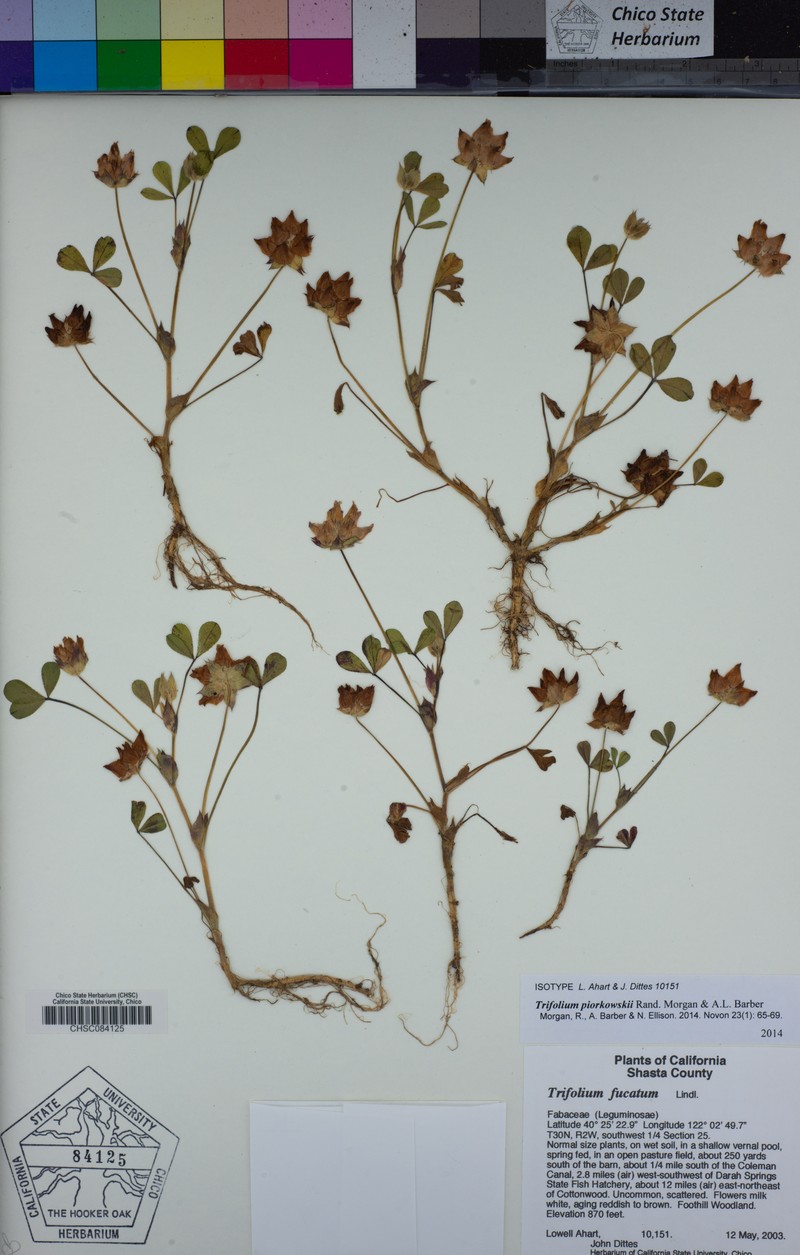 Piorkowski's Clover photo 4