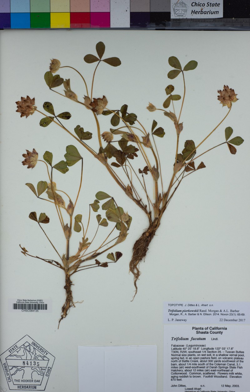 Piorkowski's Clover photo 5