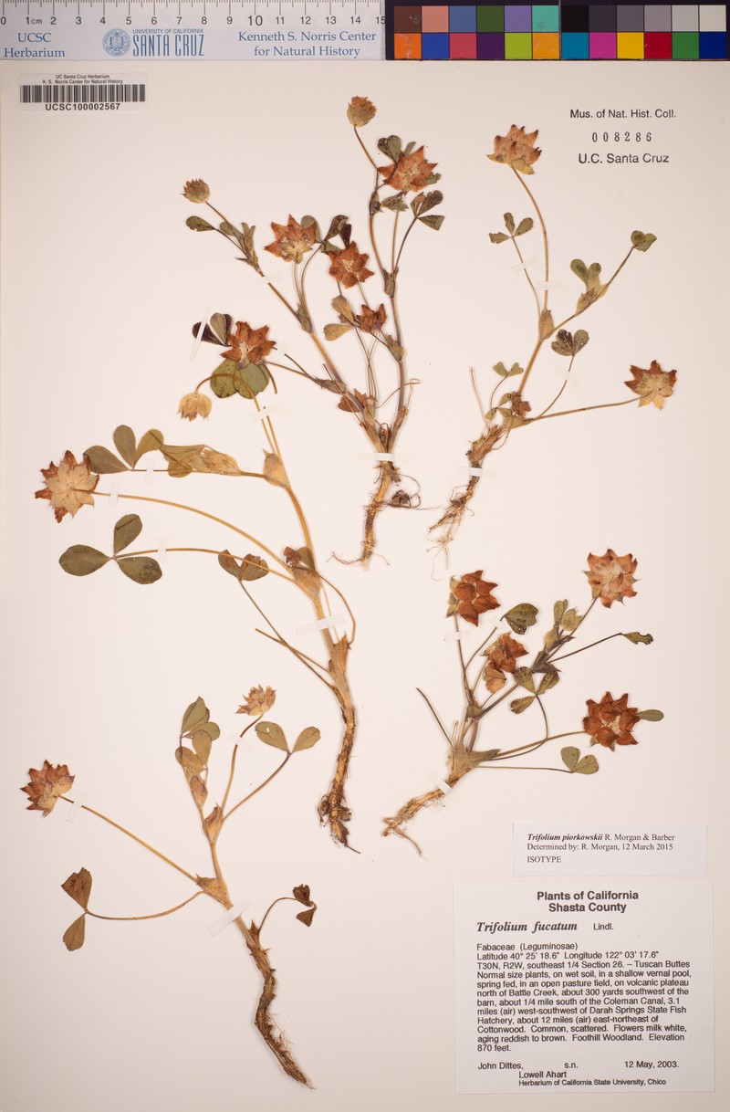 Piorkowski's Clover photo 6
