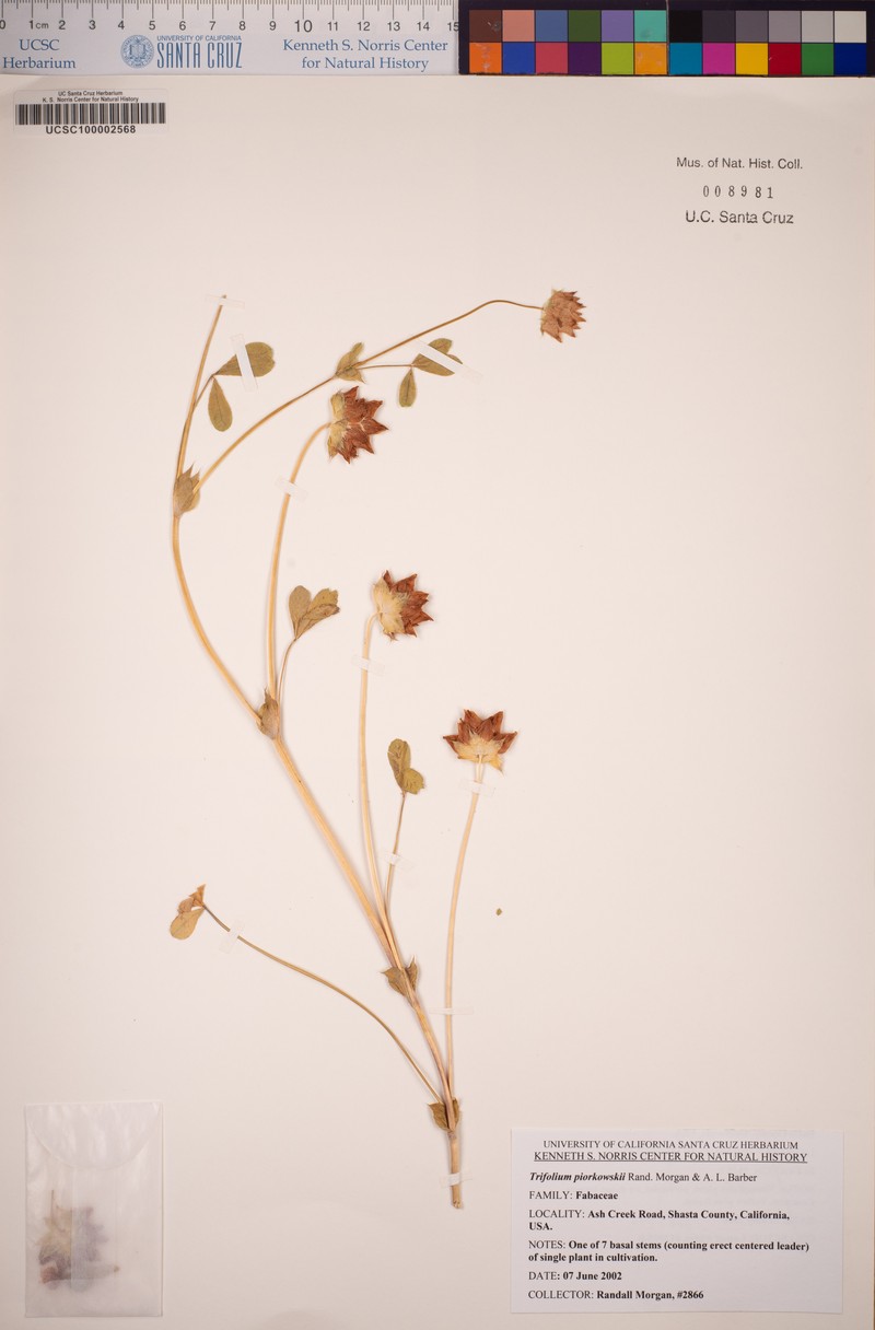 Piorkowski's Clover photo 7