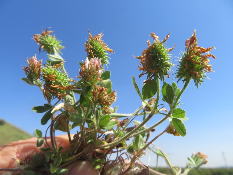 Trifolium plebeium