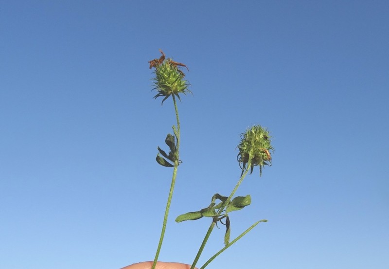 Trifolium plebeium photo 2