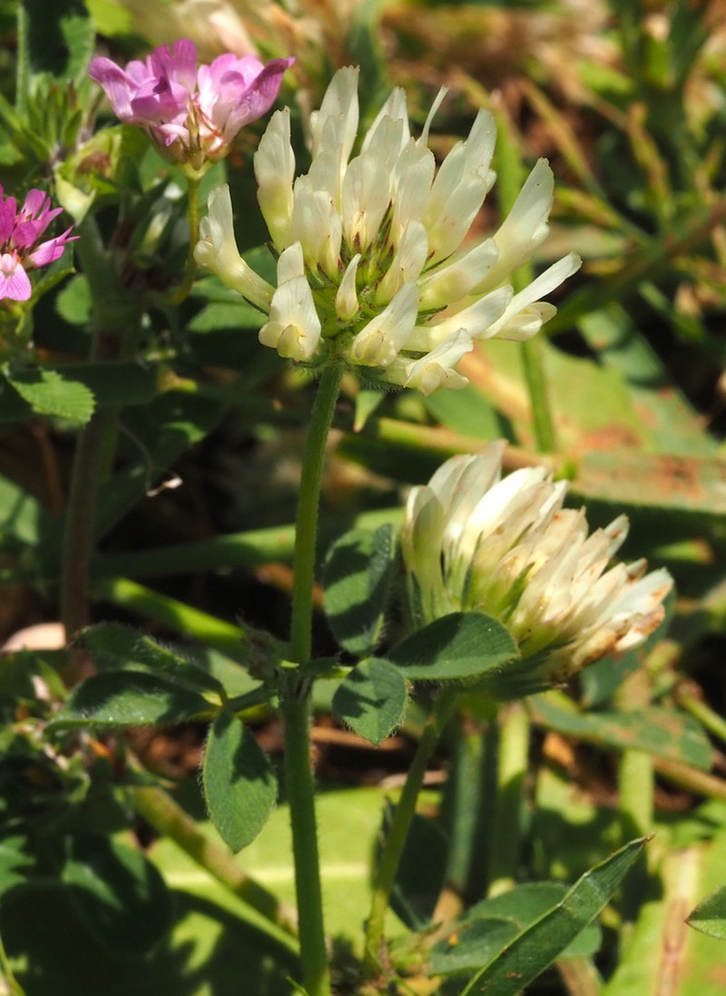 Trifolium plebeium photo 3