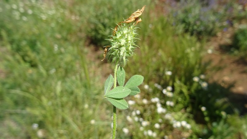 Trifolium plebeium photo 4