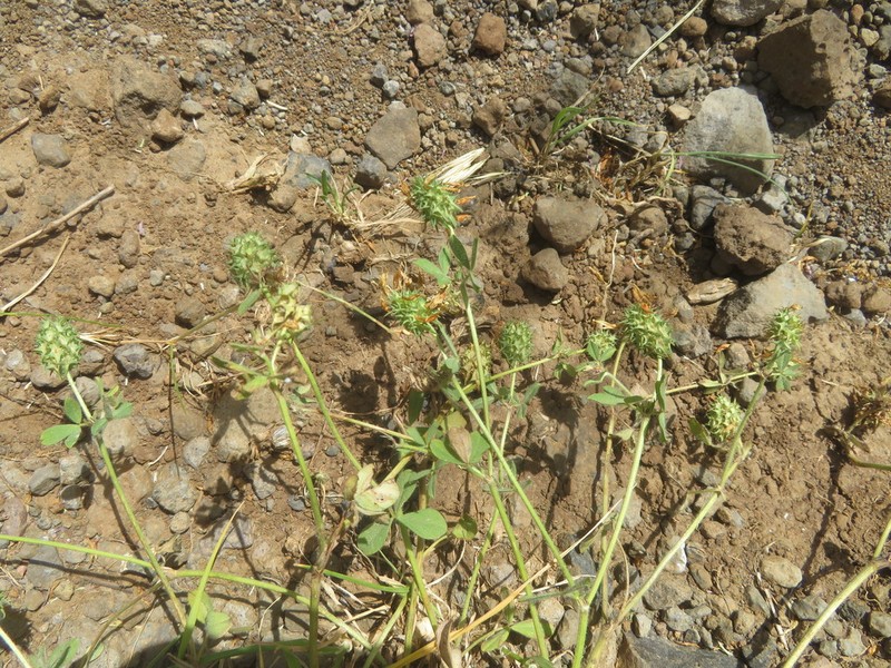 Trifolium plebeium photo 5