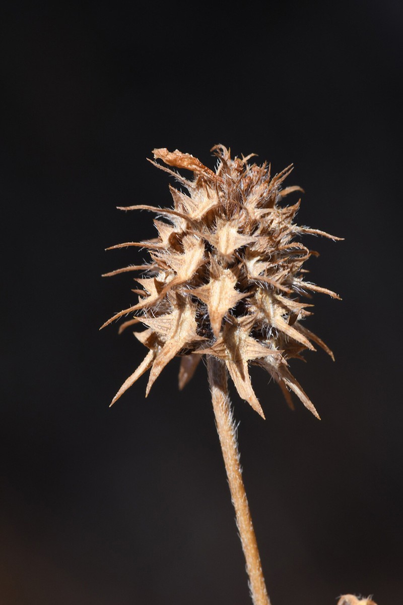 Trifolium plebeium photo 6