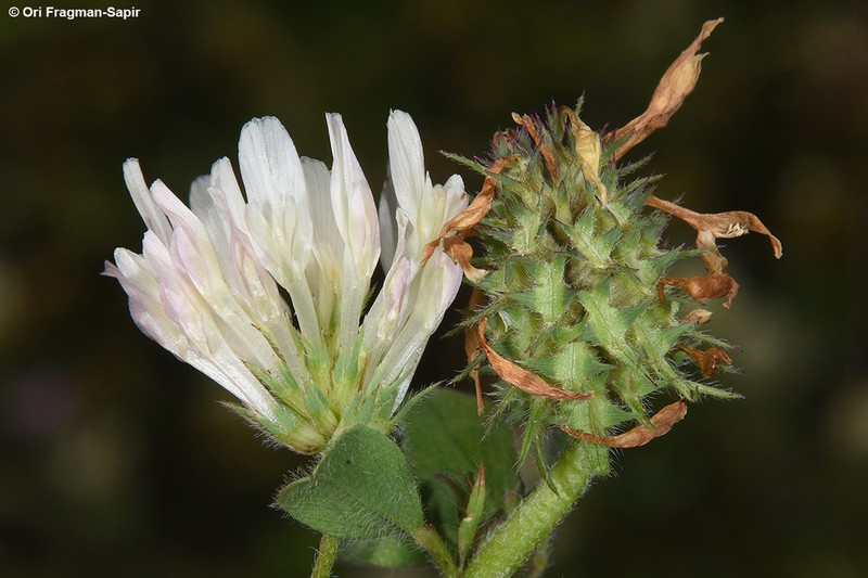 Trifolium plebeium photo 7