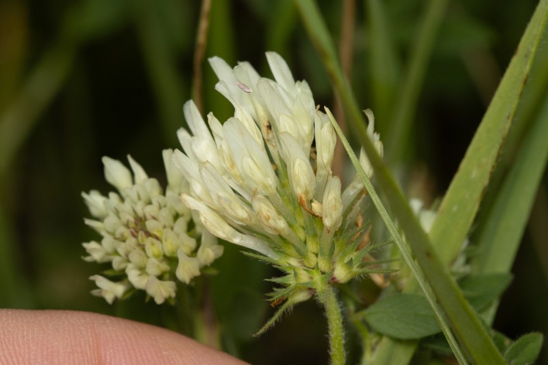 Trifolium plebeium photo 8