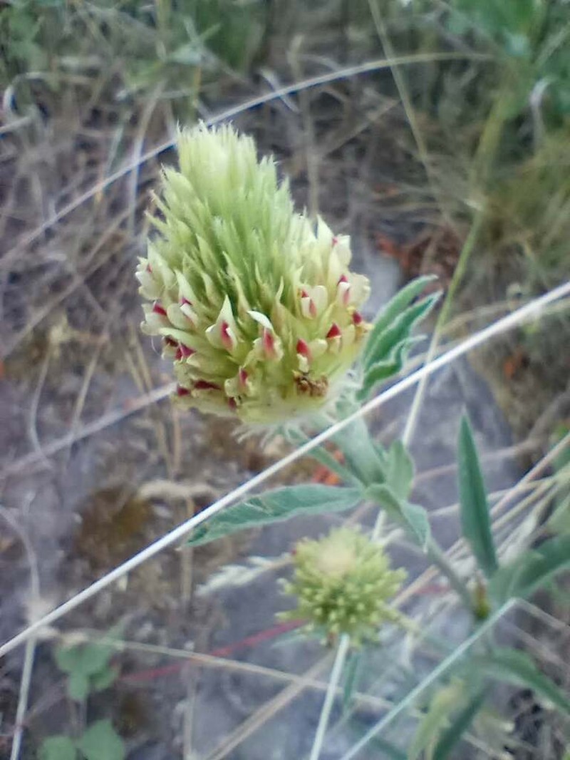 Plumed Clover photo 5