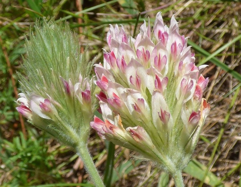 Plumed Clover photo 7