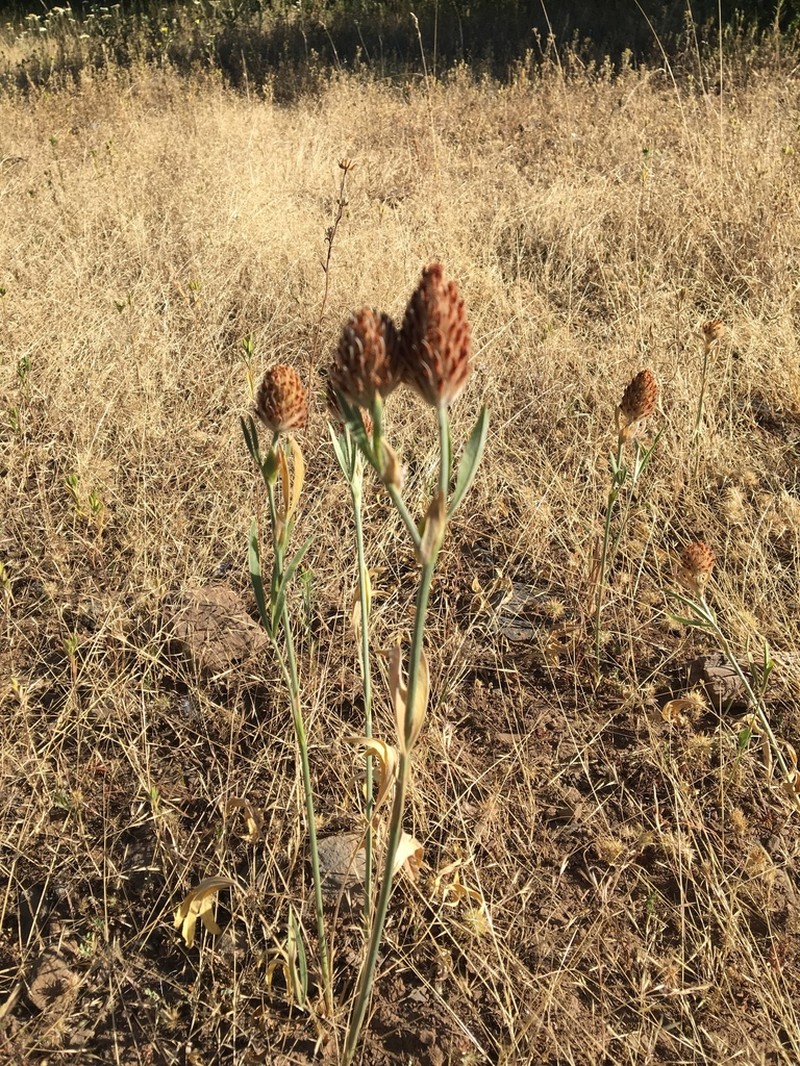 Plumed Clover photo 8