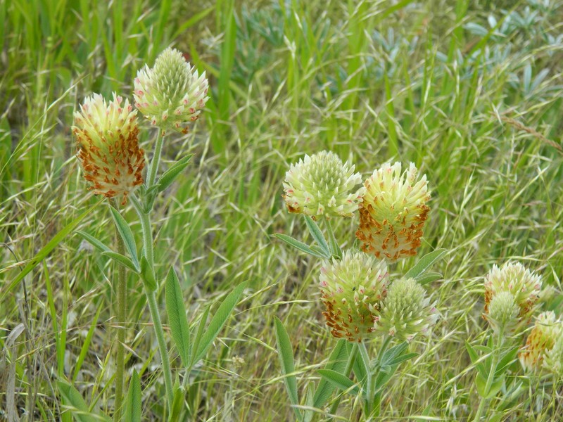 Trifolium plumosum subsp. amplifolium