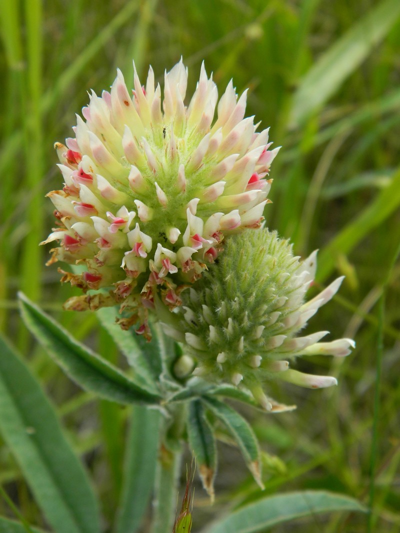 Trifolium plumosum subsp. amplifolium photo 2