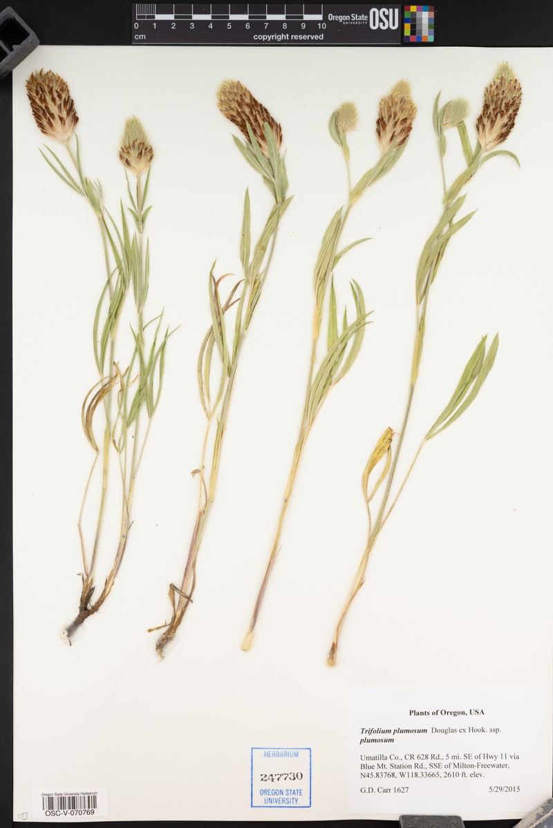 Trifolium plumosum subsp. plumosum