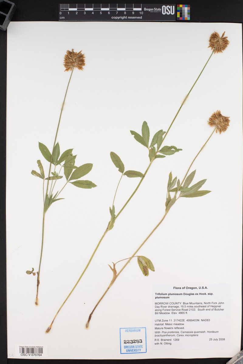 Trifolium plumosum subsp. plumosum photo 2