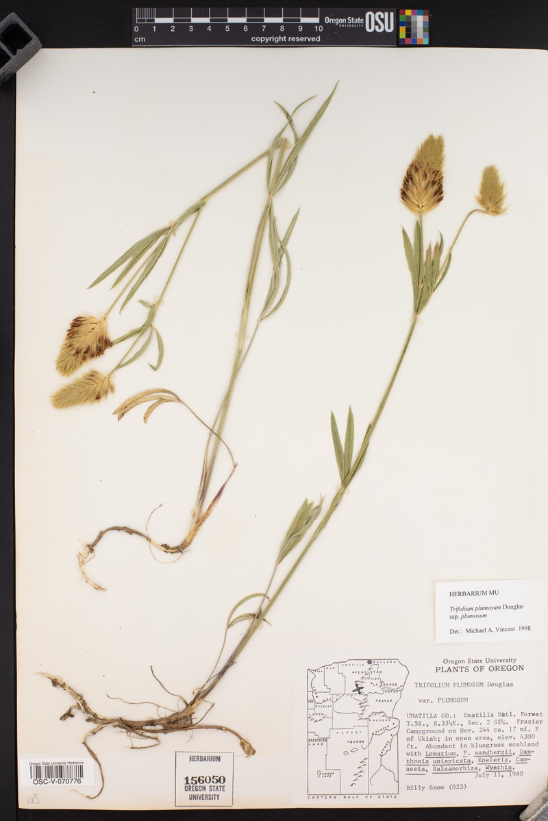 Trifolium plumosum subsp. plumosum photo 3