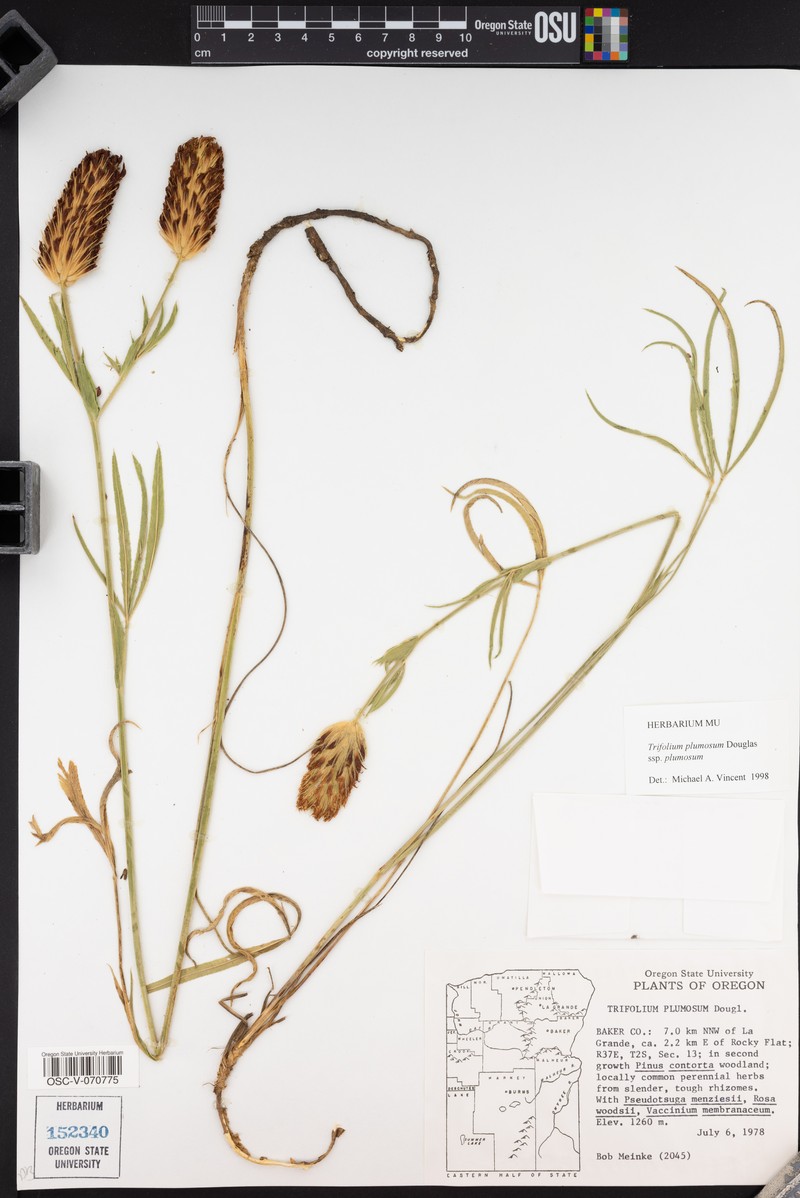 Trifolium plumosum subsp. plumosum photo 4