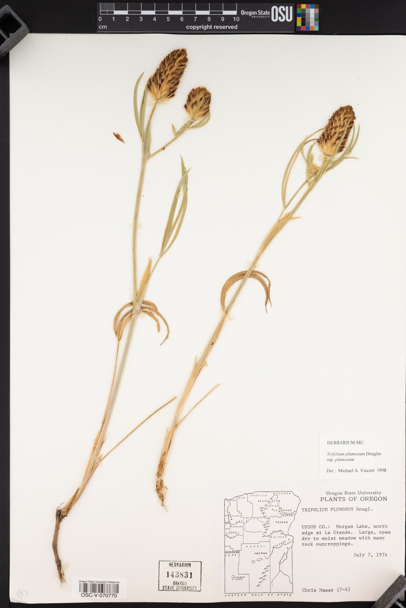 Trifolium plumosum subsp. plumosum photo 5