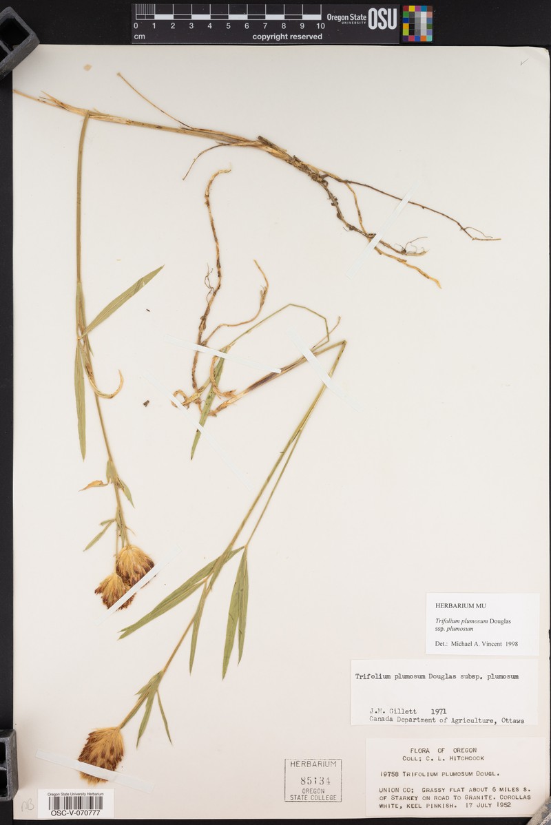 Trifolium plumosum subsp. plumosum photo 6