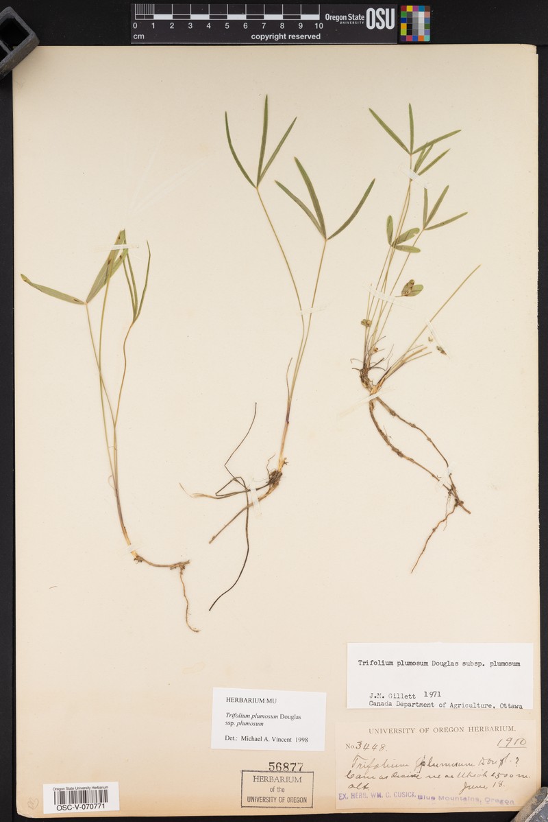 Trifolium plumosum subsp. plumosum photo 7