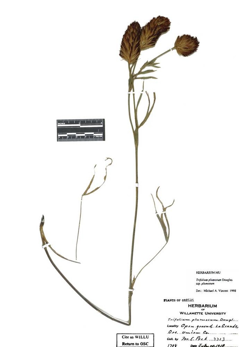 Trifolium plumosum subsp. plumosum photo 8