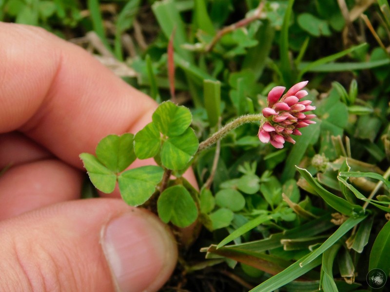 Peanut Clover