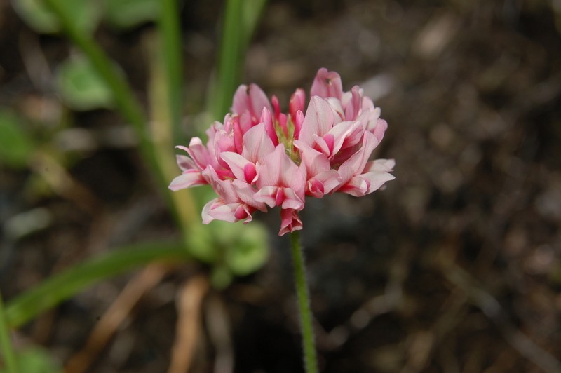 Peanut Clover photo 2