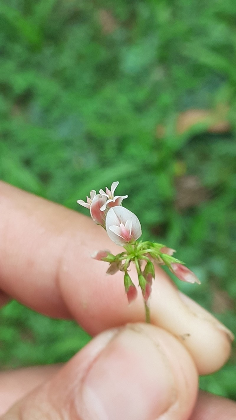 Peanut Clover photo 3