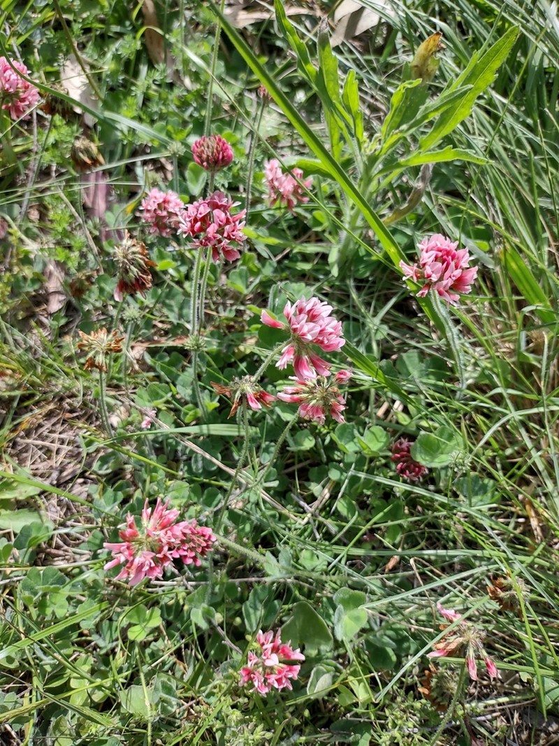 Peanut Clover photo 4