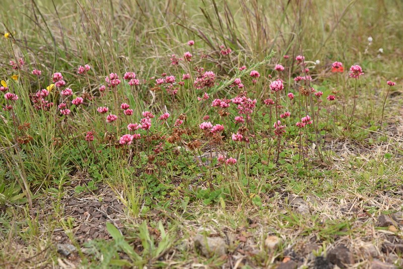Peanut Clover photo 5