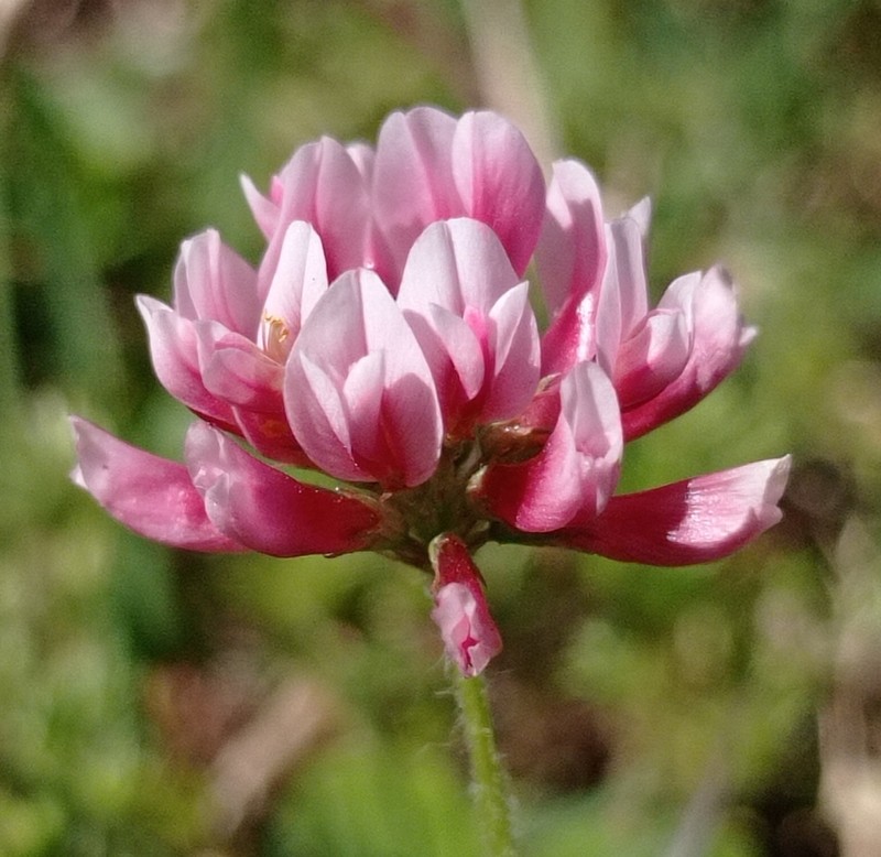 Peanut Clover photo 6